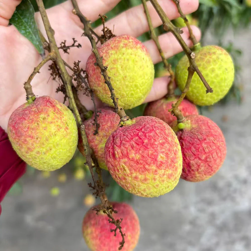 Air-Flown Vietnamese Lychees - 500g - Image 2