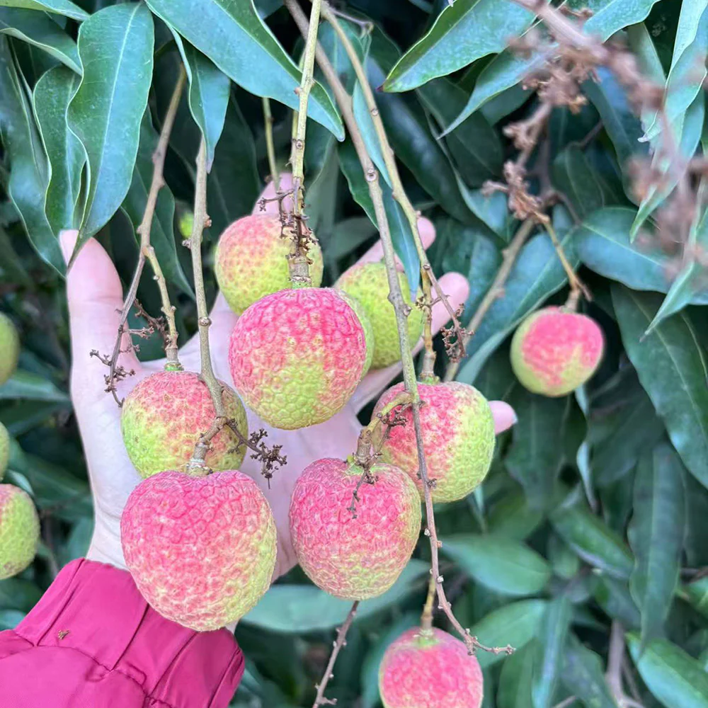 Air-Flown Vietnamese Lychees - Box of 2kg - Image 4