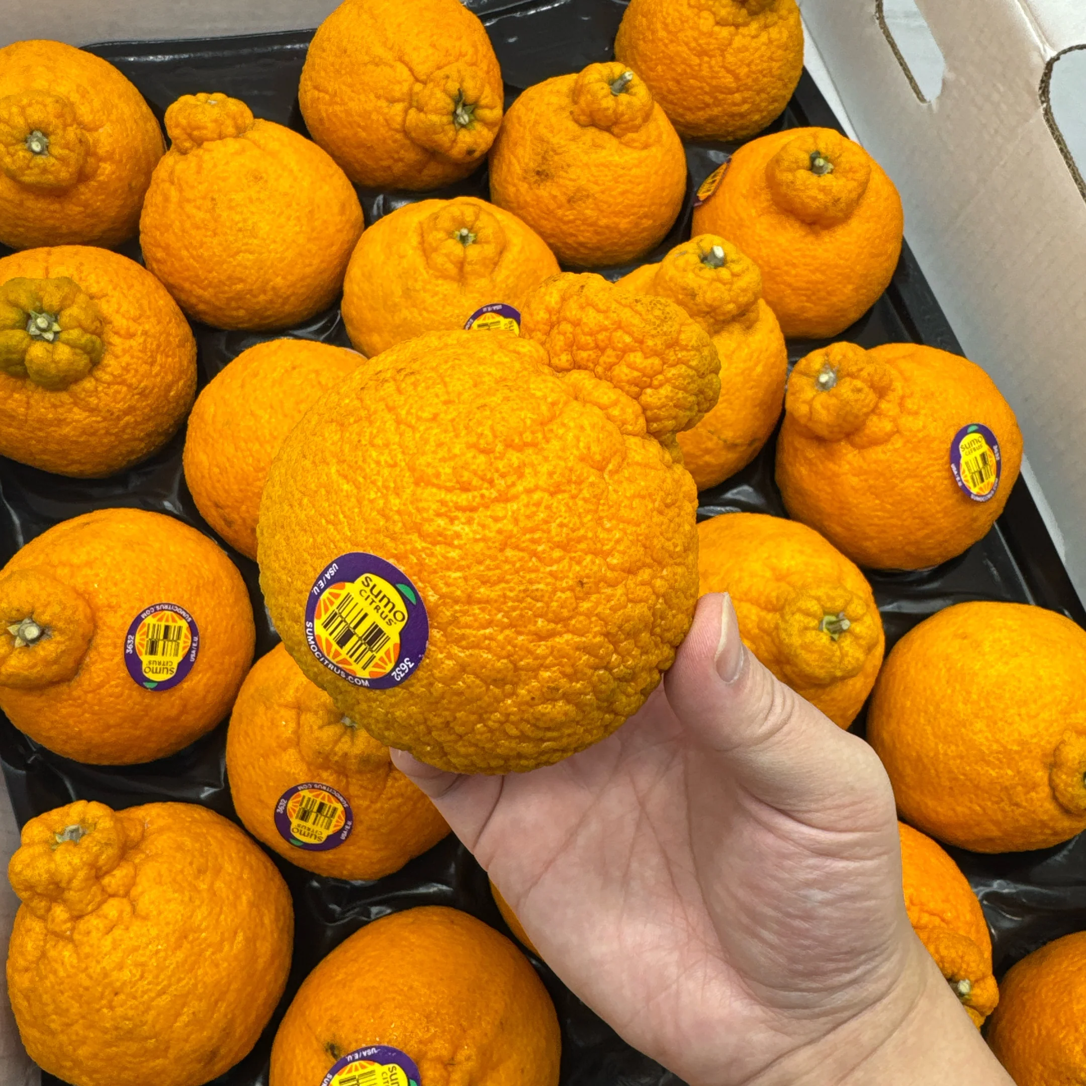 American Sumo Citrus - 2 Pieces - Image 2
