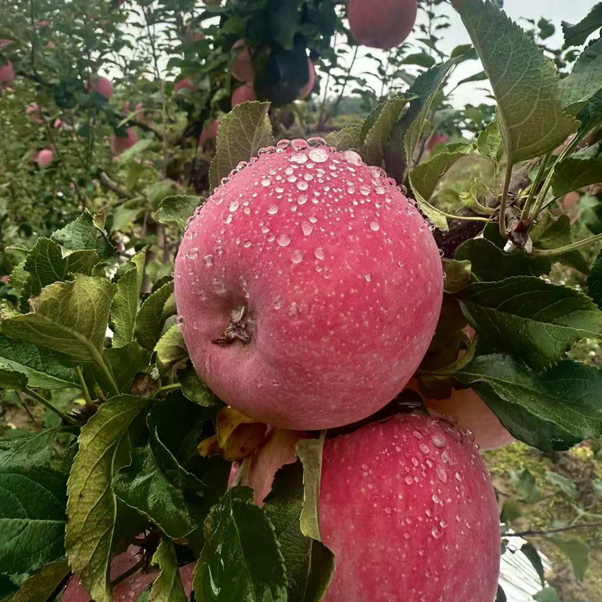 Auagro Gansu Red Fuji Apples 1kg - Image 2