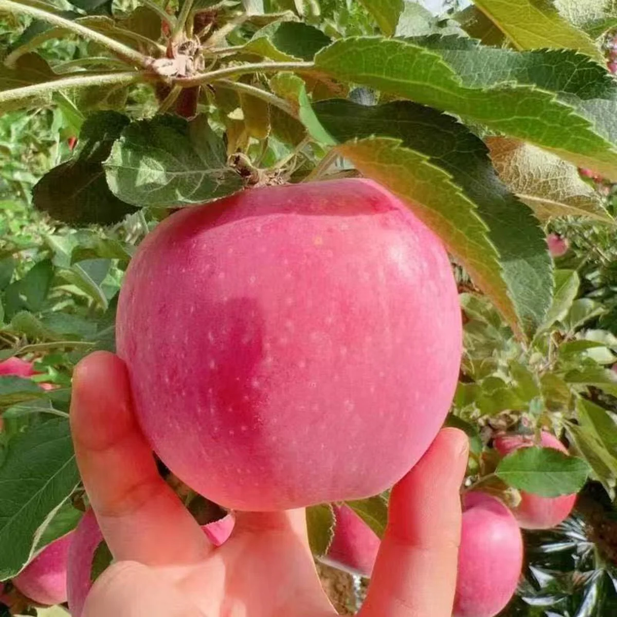 Auagro Gansu Red Fuji Apples 1kg - Image 3