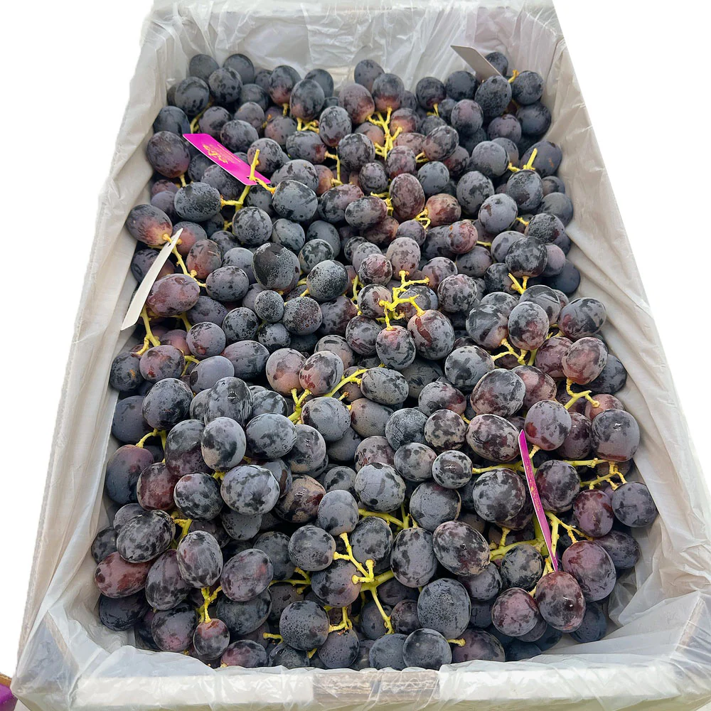 Australian Adora Black Grapes from Golden Gate Farm - Premium Size 26+ 900g - Image 3