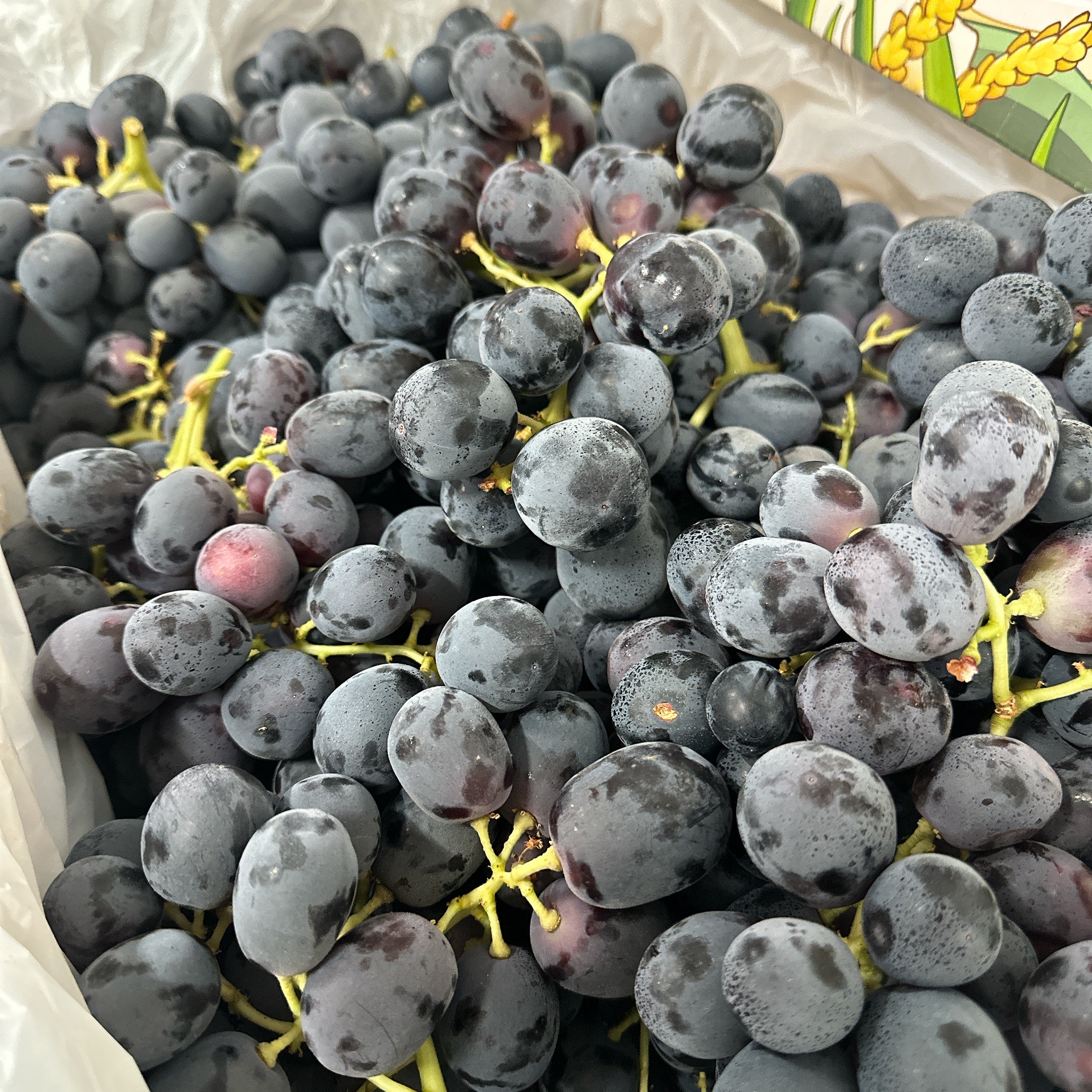 Australian Adora Black Seedless Grapes - 900g - Image 3