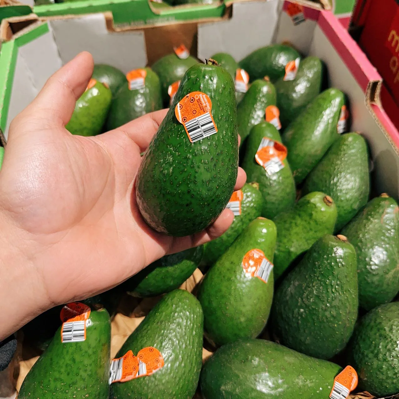 Australian Local Avocado - 1 Piece - Image 2