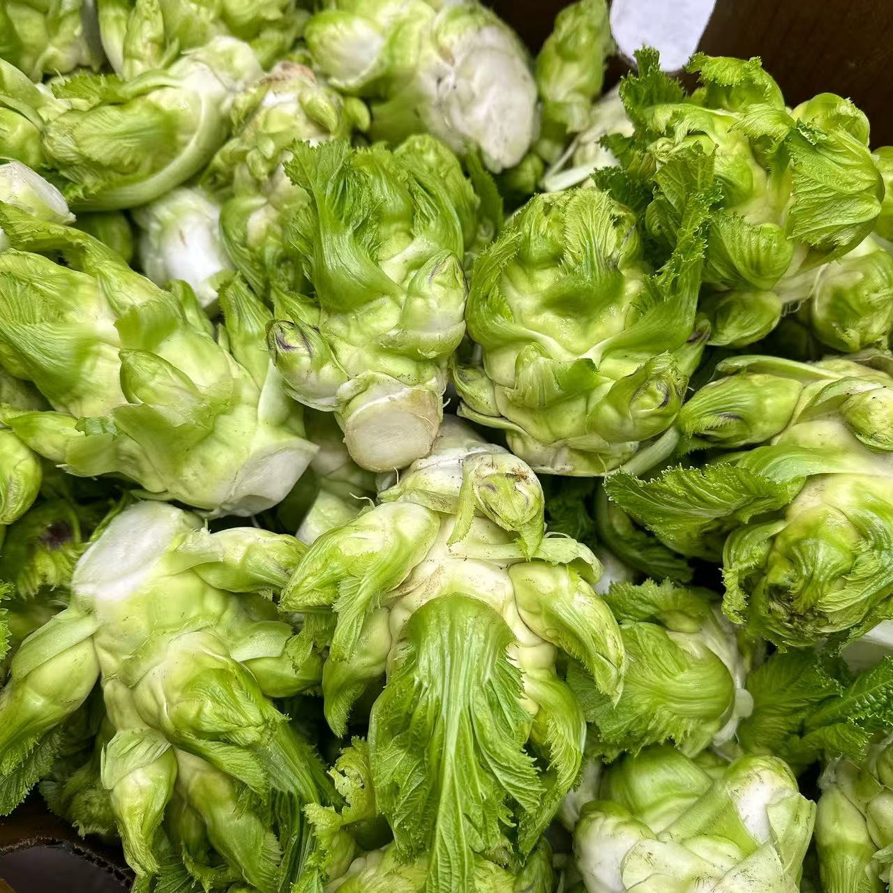 Baby Lettuce Shoots (Er Cai) – 500g - Image 2