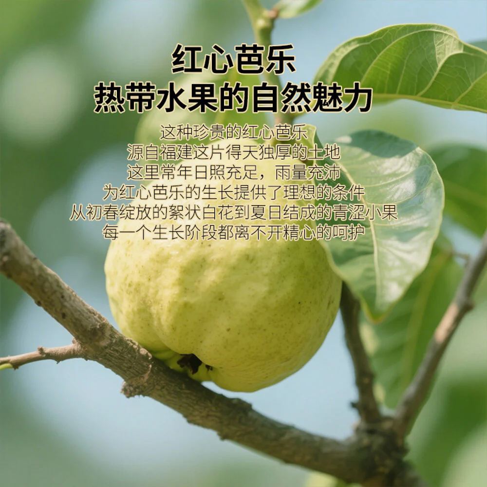 Bestnat Dried Guava 190g – Limited Import - Image 4