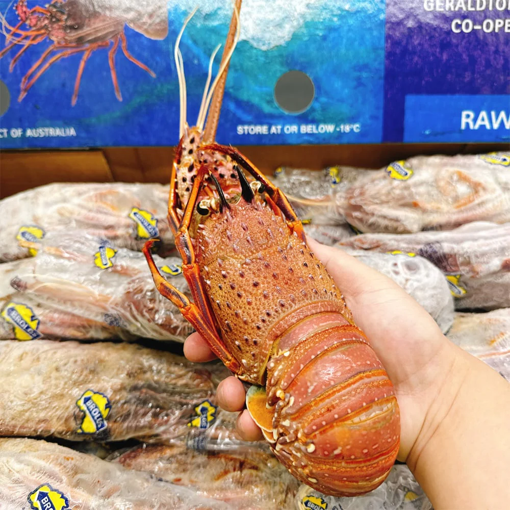 Brolos Frozen Whole Western Rock Lobster - 10kg Box (22-23 Pieces) - Image 2