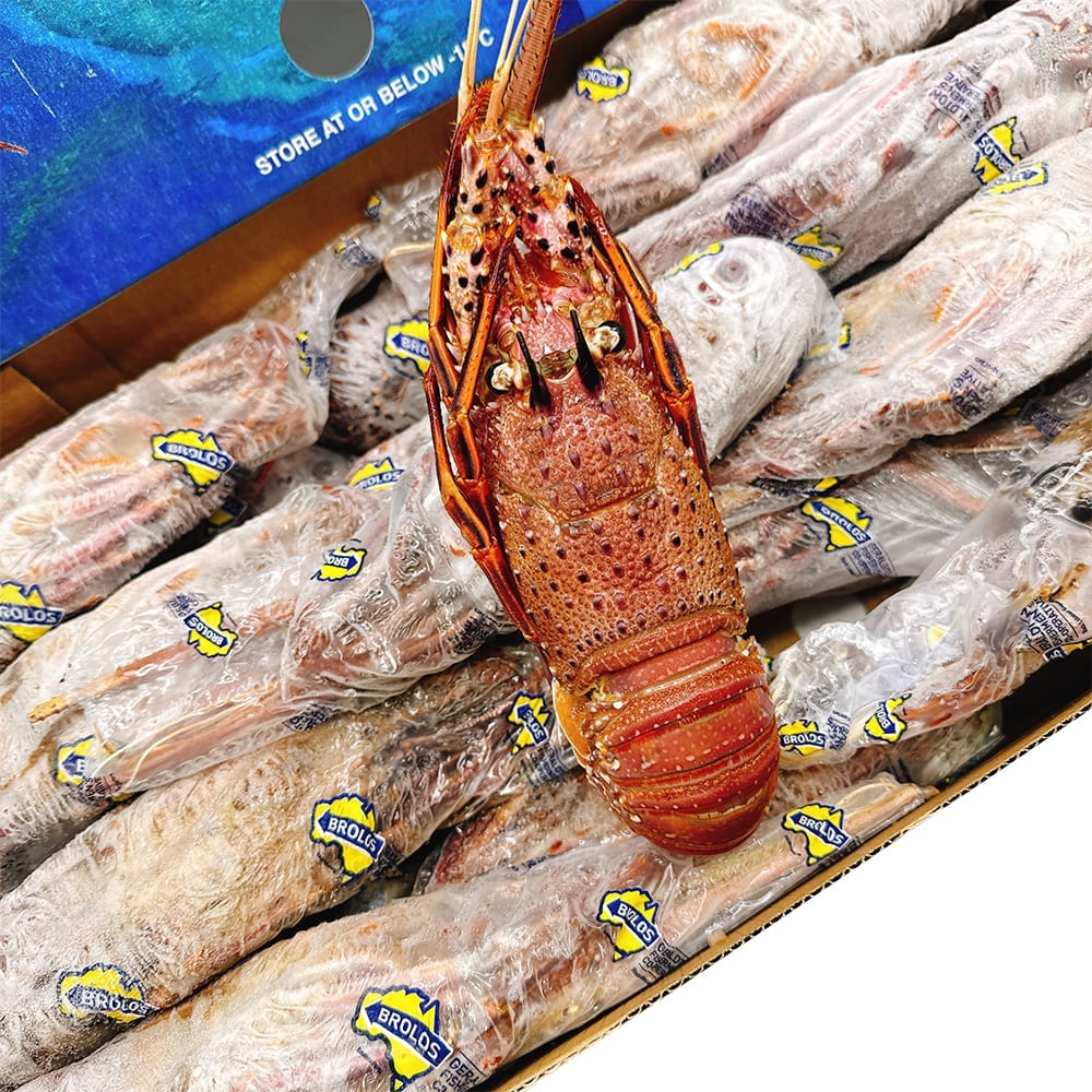 Brolos Frozen Whole Western Rock Lobster - 10kg Box (22-23 Pieces) - Image 4