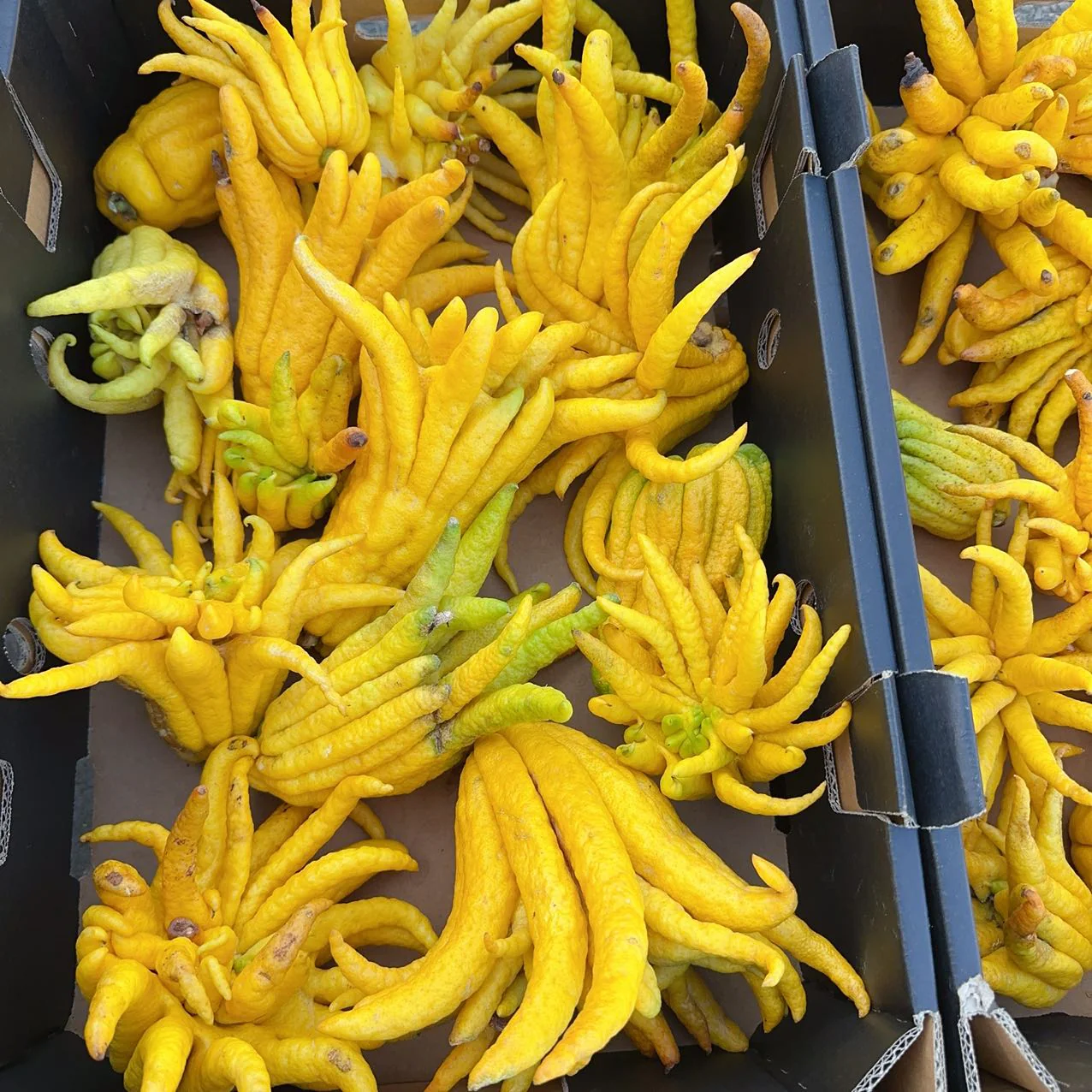 Buddha's Hand Citron - 0.8kg - Image 2