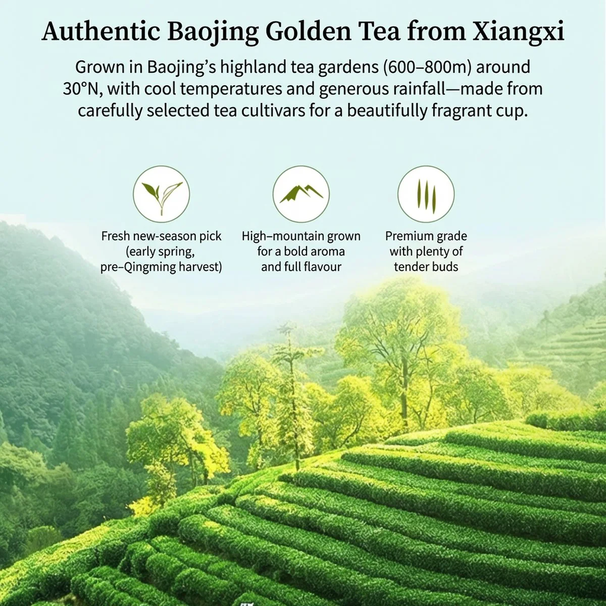 Cha Share Xiangxi Golden Tea 2025 First Flush – Loose-Leaf Chinese Green Tea 80g - Image 3