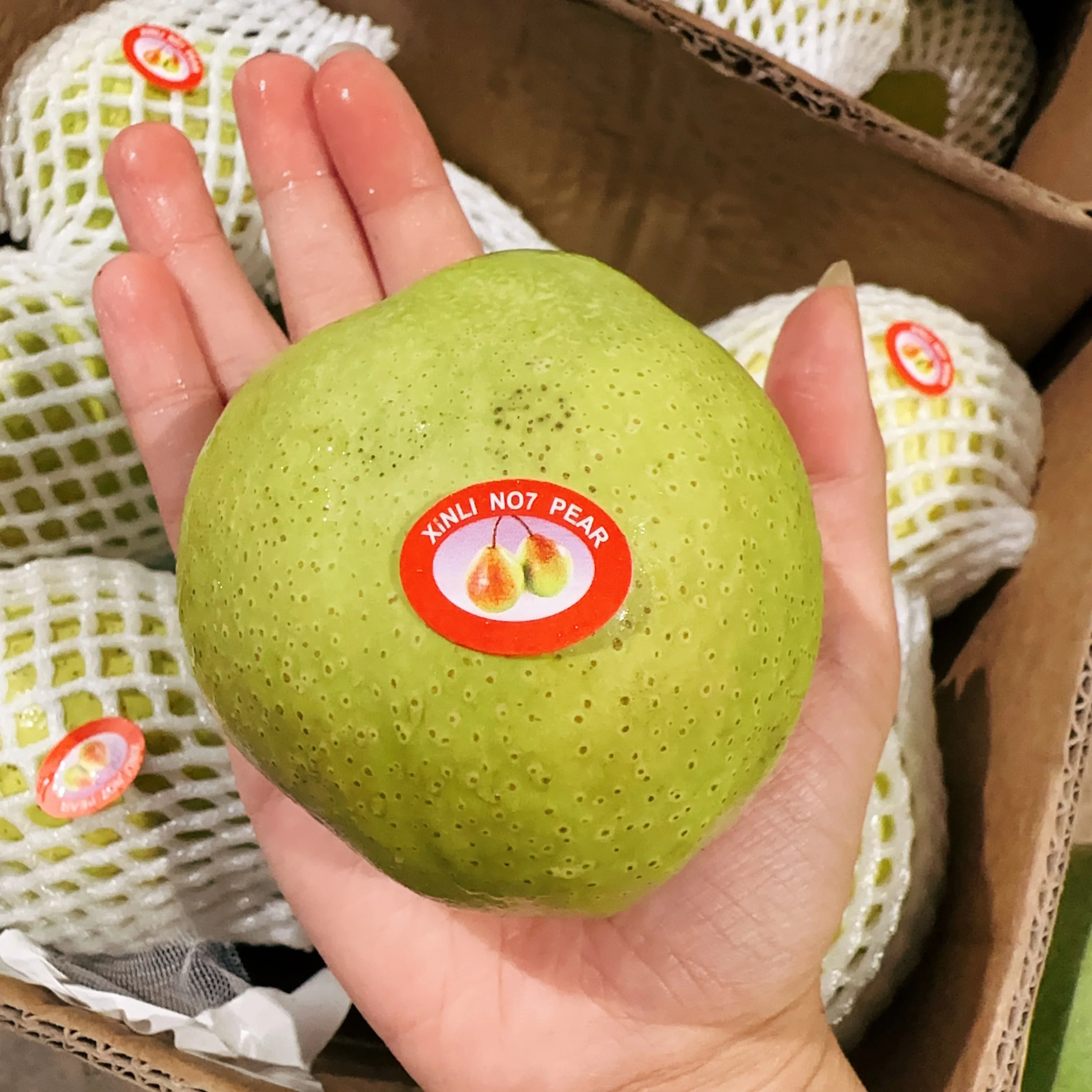 Chinese Imported Korla Fragrant Pears - Box of 7kg - Image 3