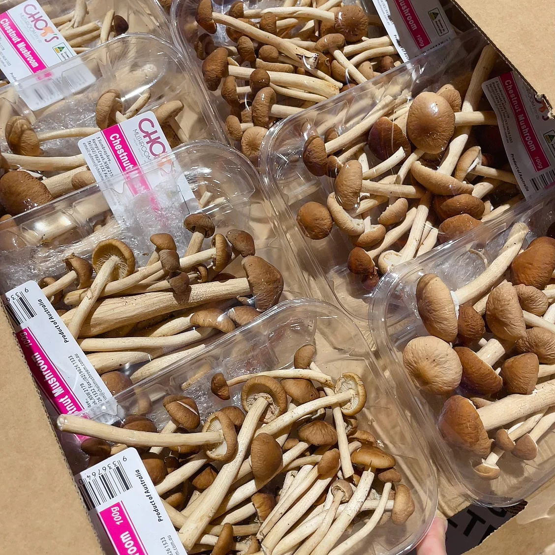 Chois Chestnut Mushrooms - 1 Box - Image 3
