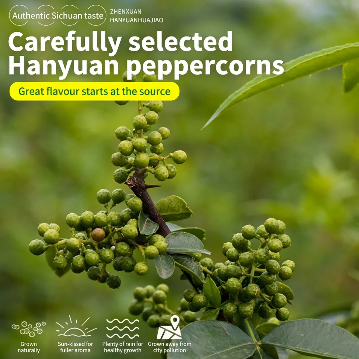Chuanlaohui Sichuan Pepper Oil 248ml - Szechuan Peppercorn Oil - Image 2