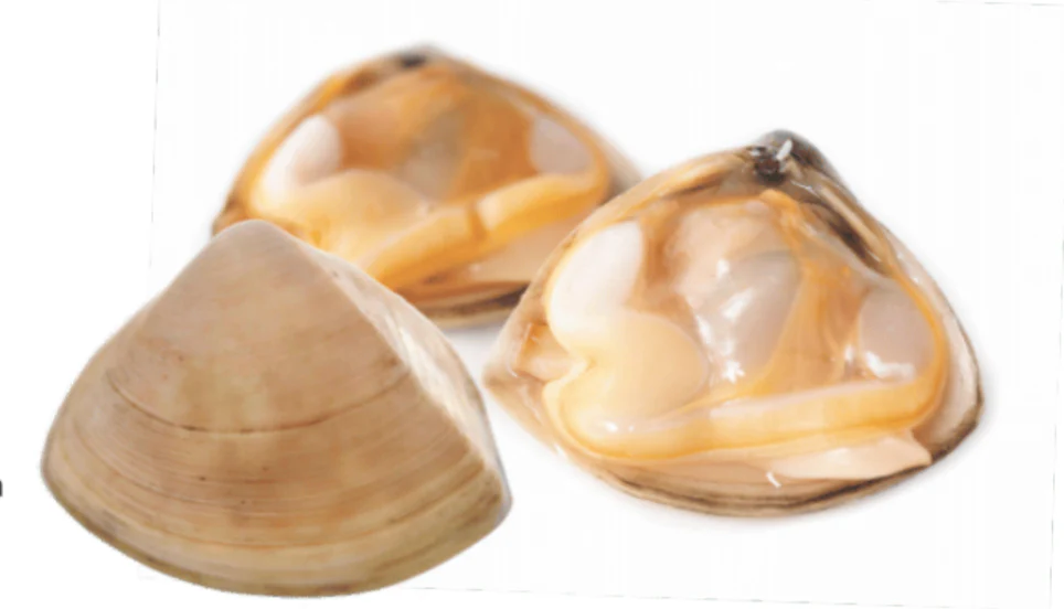 Cloudy Bay Diamond Shell Clams – New Zealand Surf Clams 1kg - Image 3