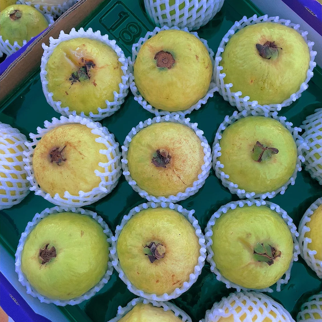 Creamy White Guava - 500g - Image 3