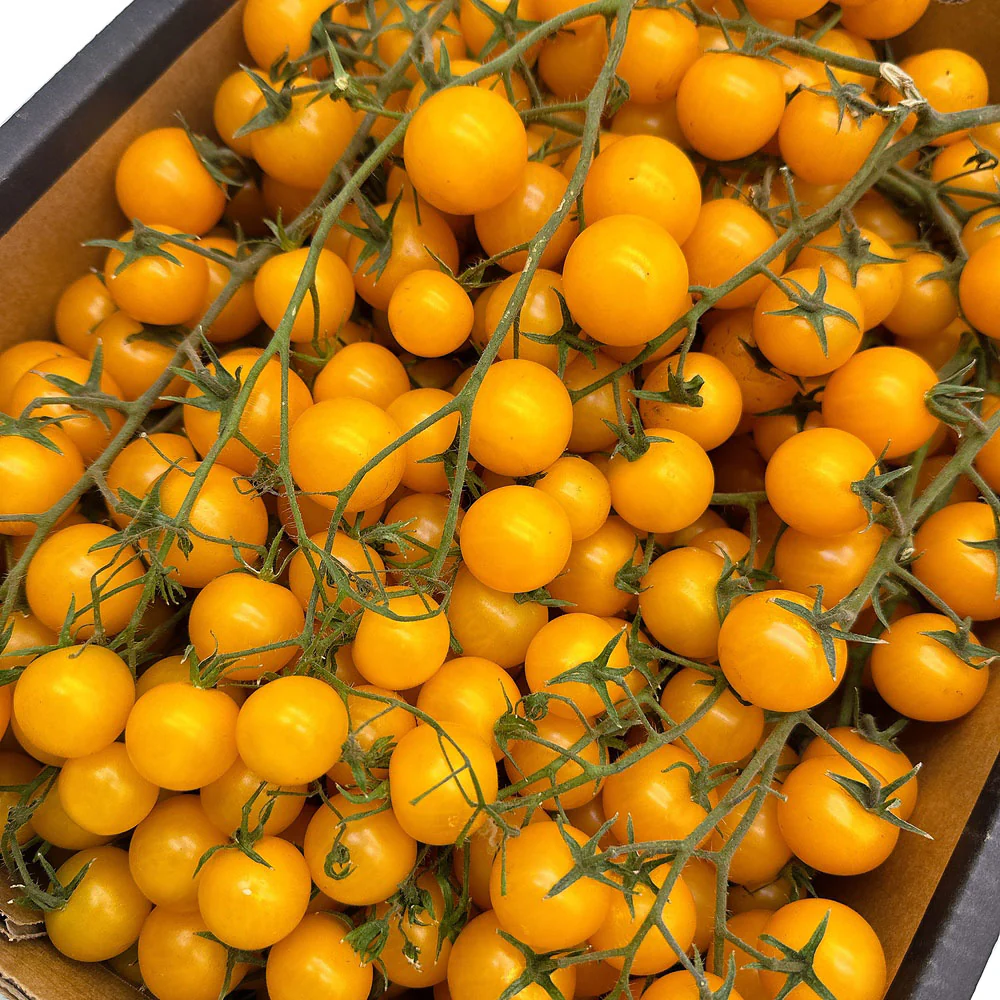 Crisp Sweet Yellow Tomatoes on the Vine - 500g