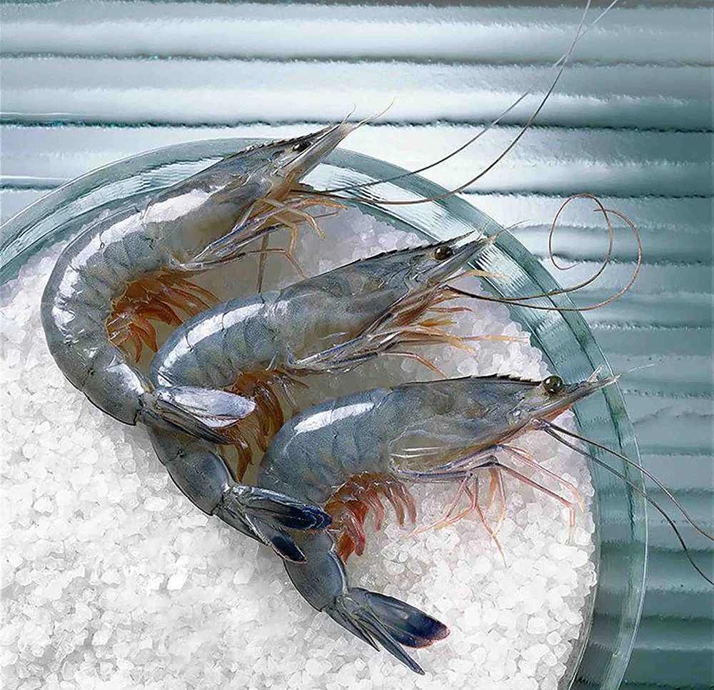 Cristal Blue Frozen Paradise Shrimp Size 26-30 Sashimi Grade Gift Box - 1kg - Image 2