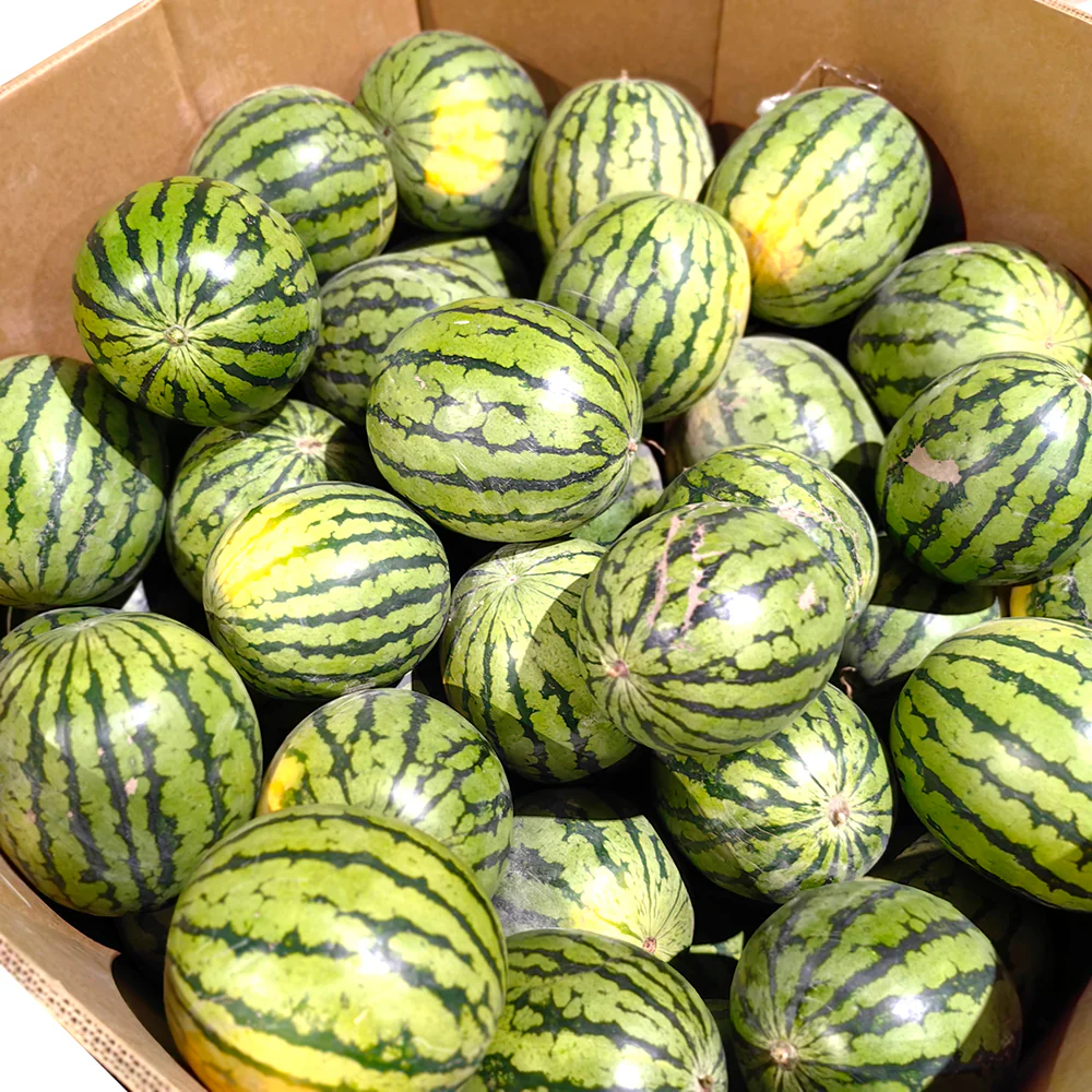 Crystal Sugar Watermelon - 5kg - Image 4