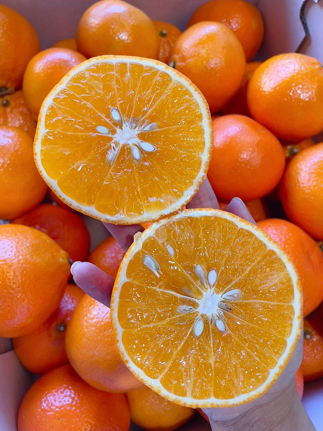 Daisy Super Sweet Australian Mandarins - 1.2kg - Image 2