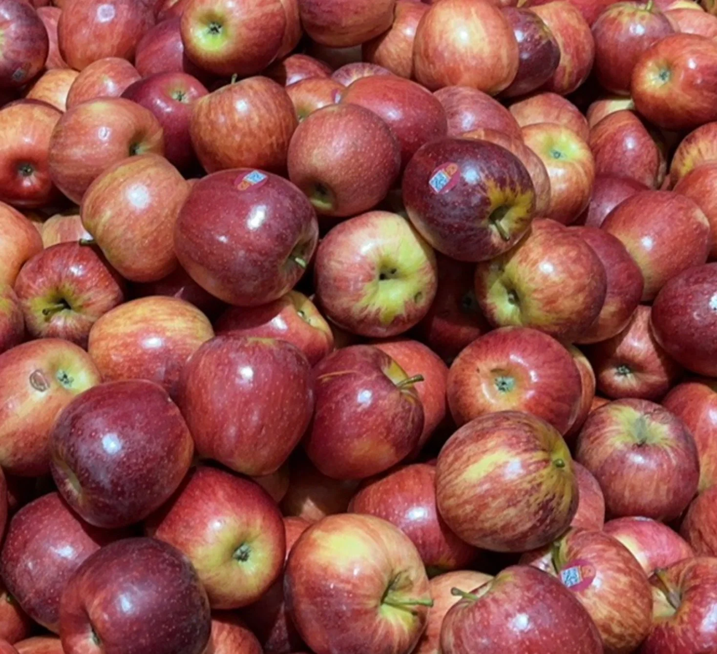 Discount Gala Apples - 1kg (Bulk Bin) - Image 2