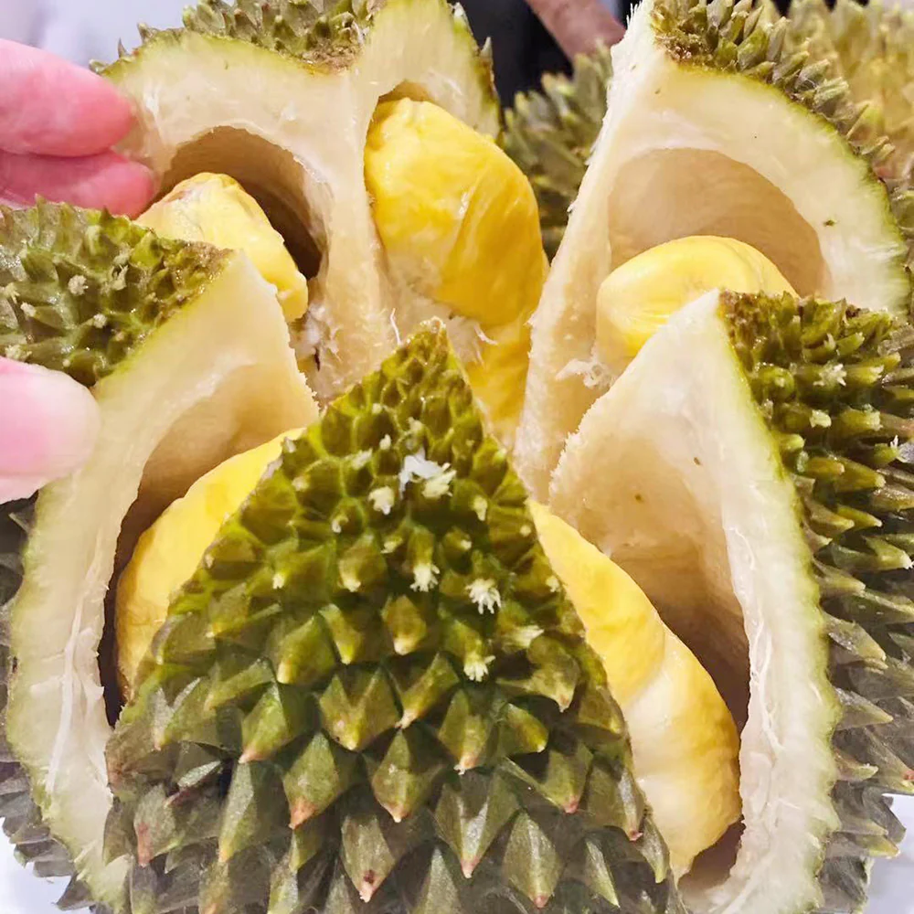 Dking Musang King Durian - Large Fruit, 1.7kg Each