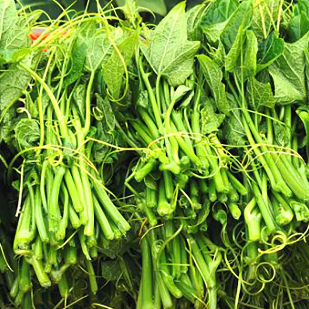 Dragon Beard Vegetable - 1 Bunch - Image 5