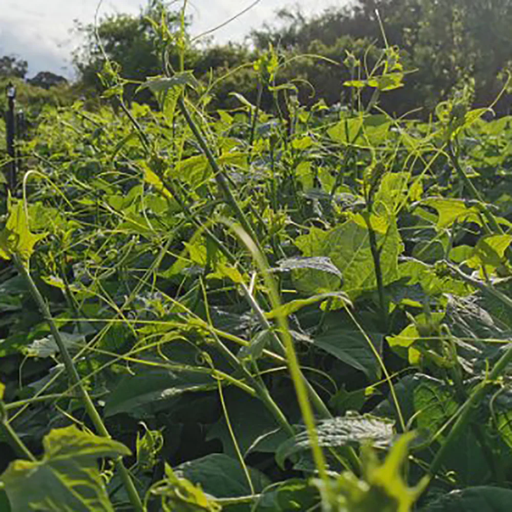Dragon Beard Vegetable - 1 Bunch - Image 6