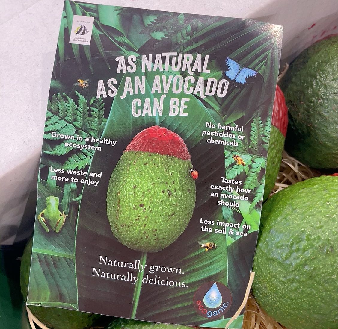 Ecoganic Organic Avocado - 1 Piece - Image 2