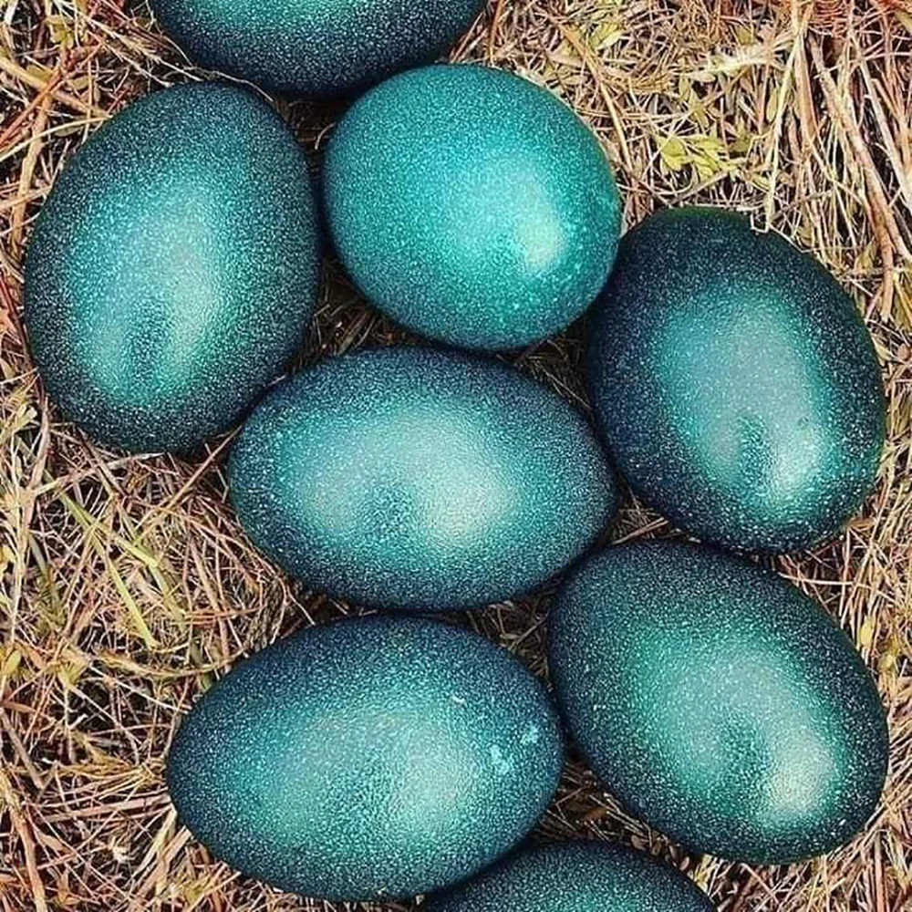 Emu Egg - 1 Piece, 490g - Image 2
