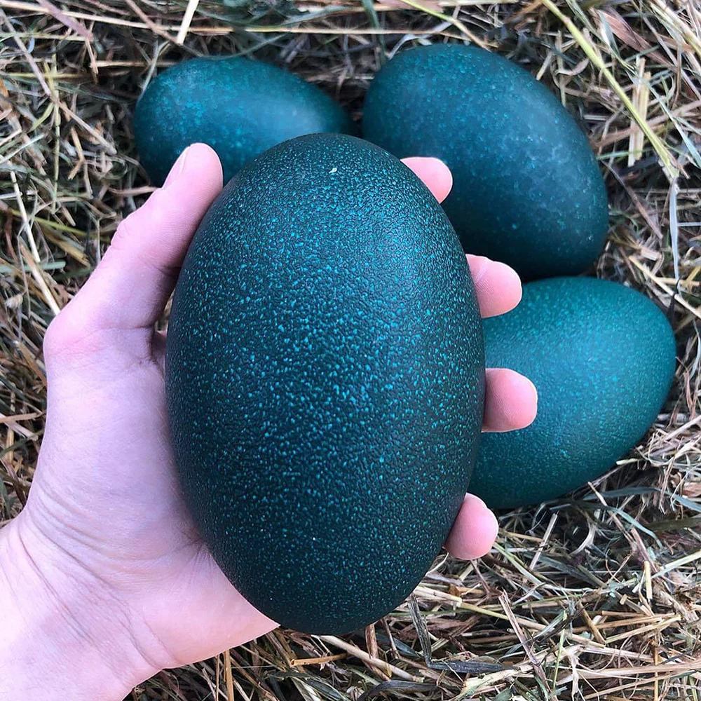 Emu Egg - 1 Piece, 490g - Image 3