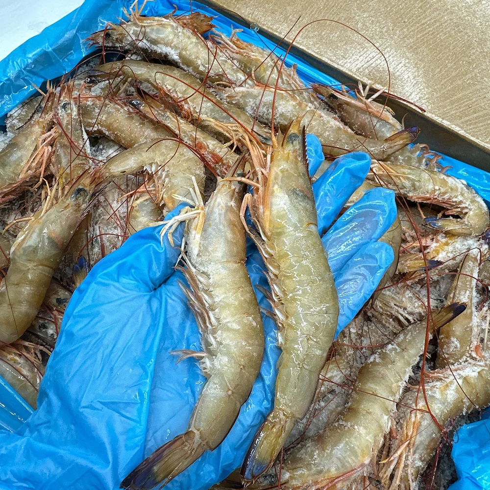 Exmouth Wild-Caught Prawns (Frozen) U10/20 – 500g - Head-On, Shell-On [Limit 1 PP] - Image 2