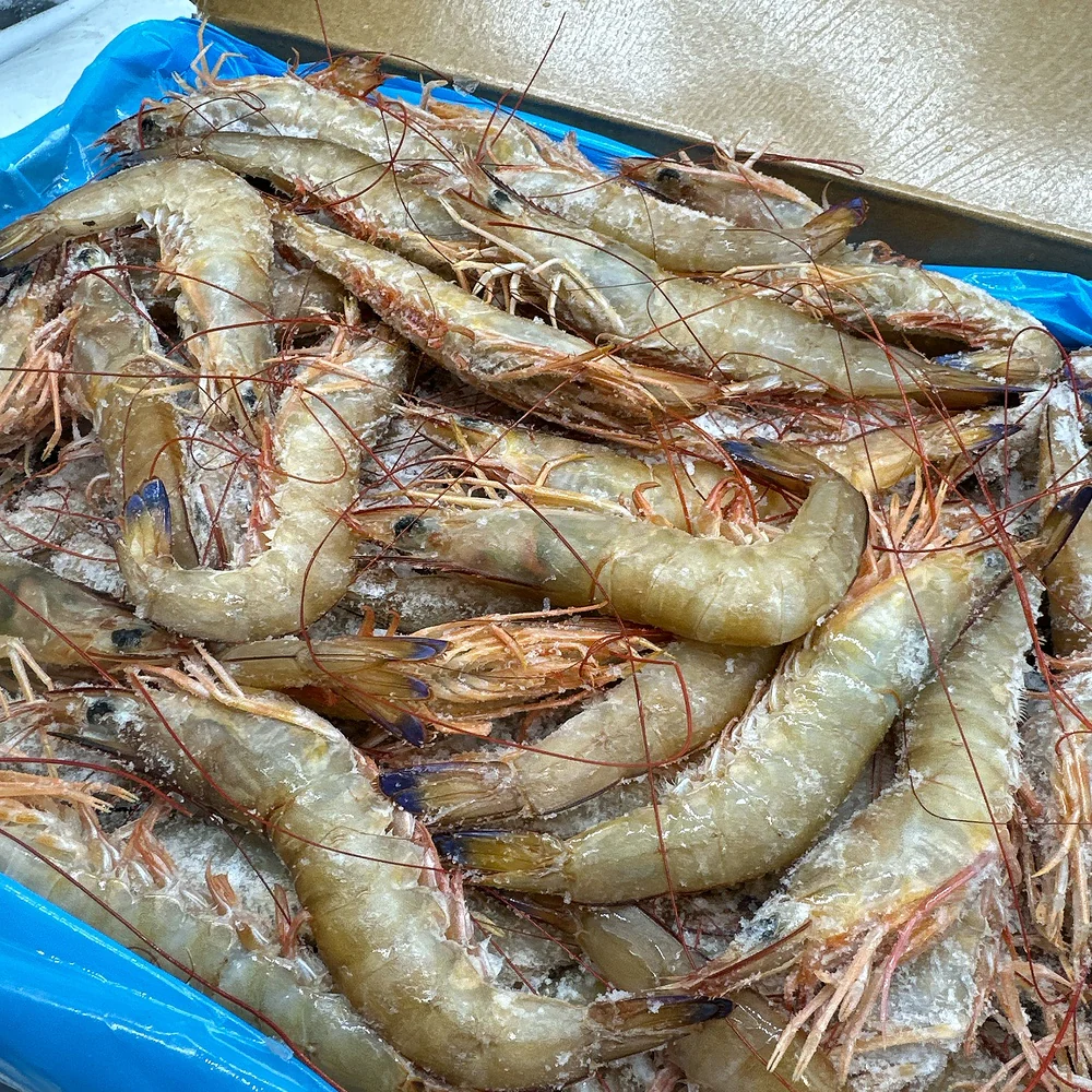 Exmouth Wild Prawns U10/20 – 5kg Box (Frozen at Sea) - Head-On Shell-On Raw - Image 2