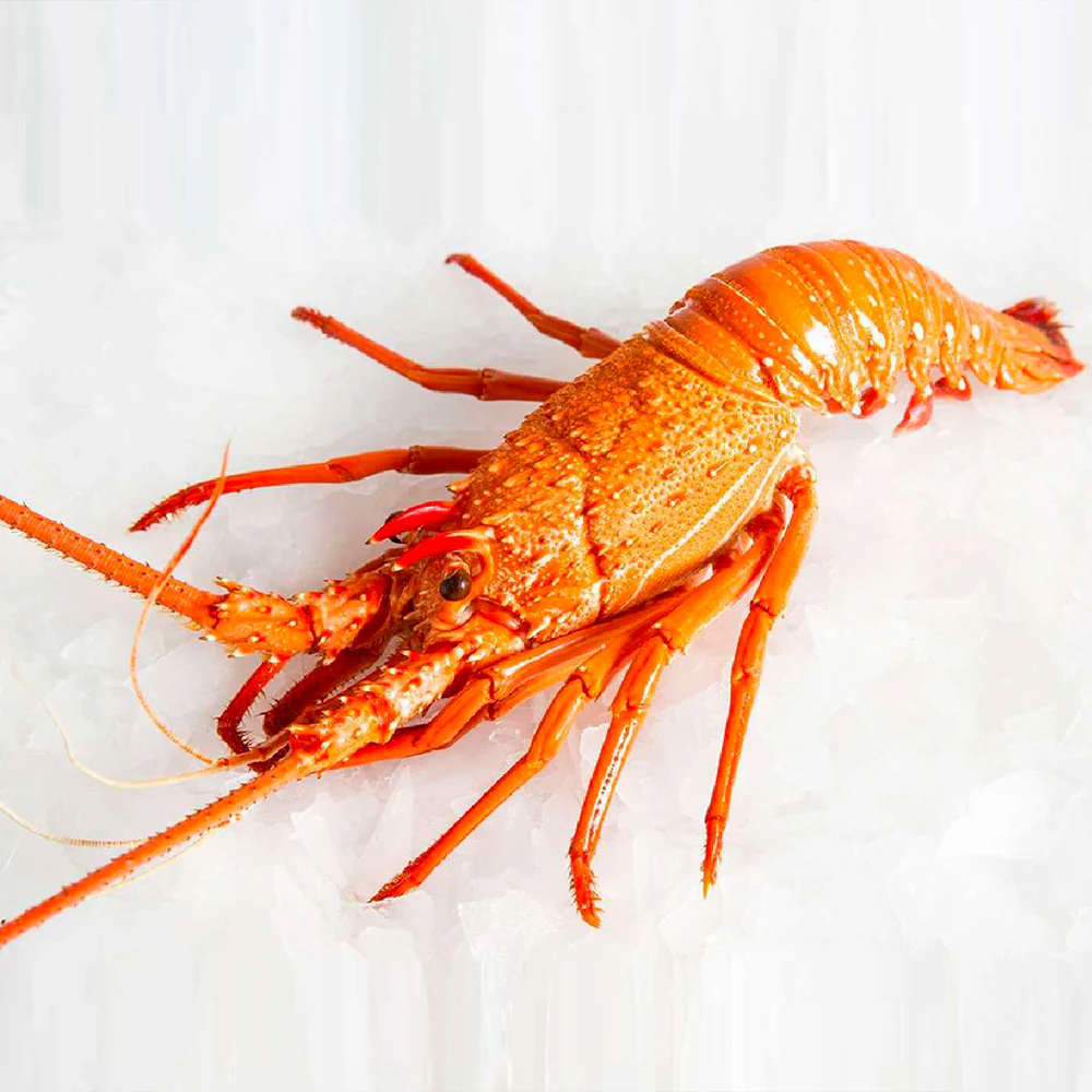 Export Grade Western Australian Live Lobster - Whole, 400g