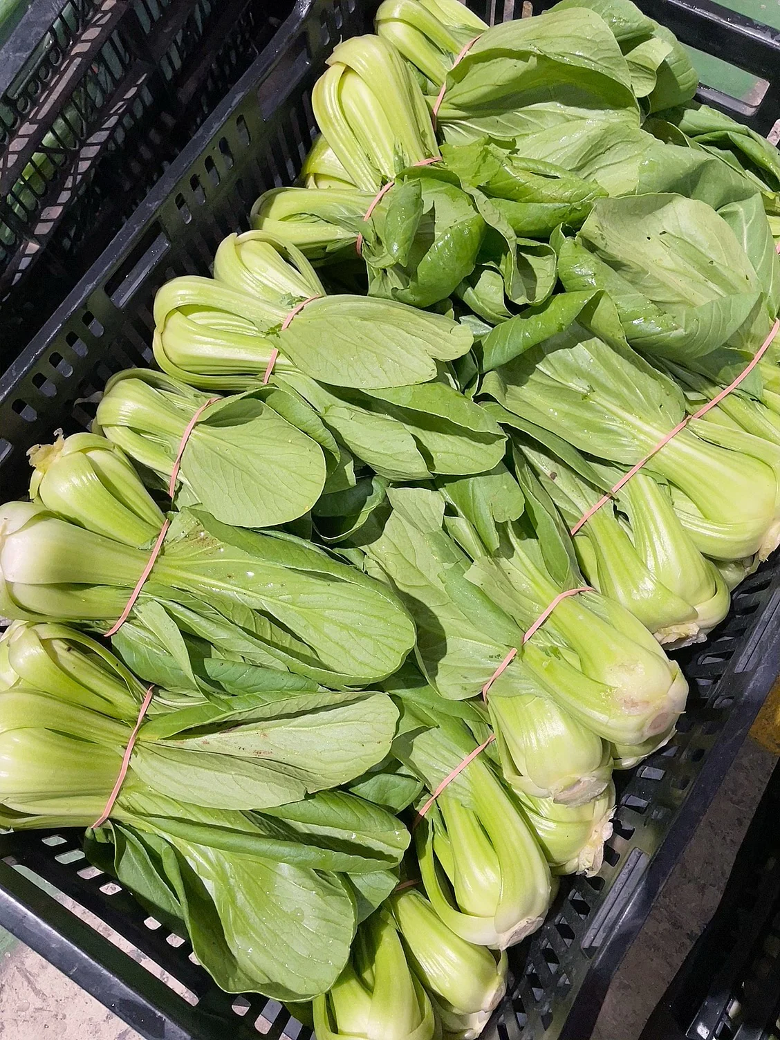 Farm Fresh Shanghai Bok Choy - 2 Bunches - Image 2
