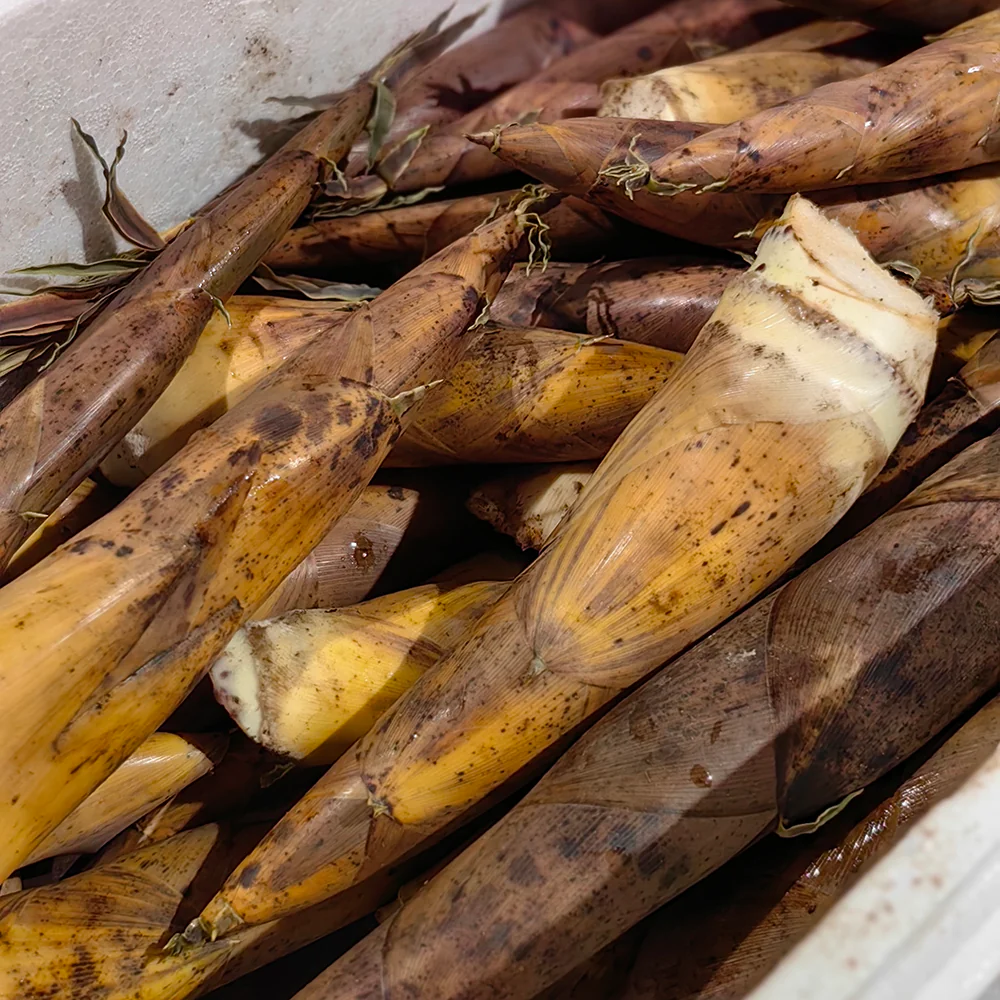Fresh Bamboo Shoots - 1kg - Image 2