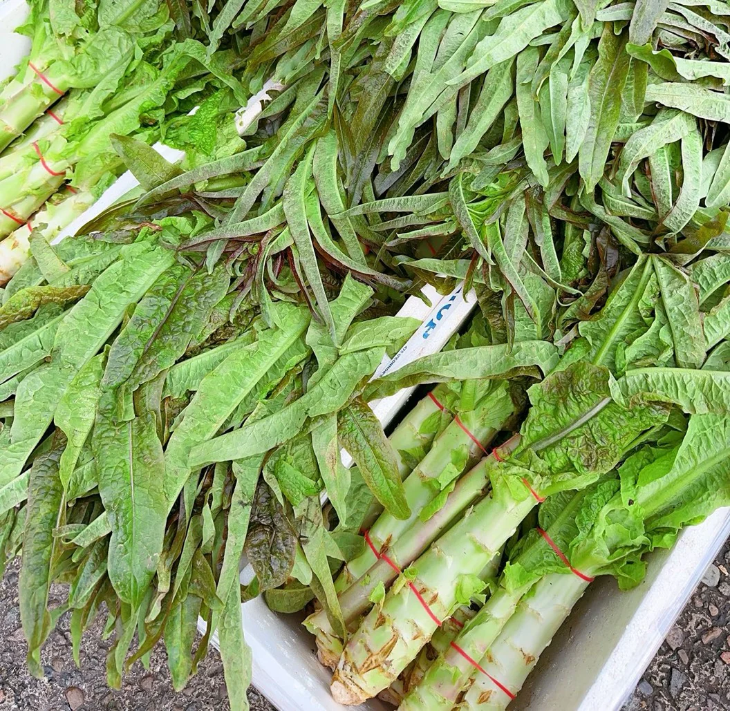 Fresh Celtuce - 2-4 Stalks - Image 2