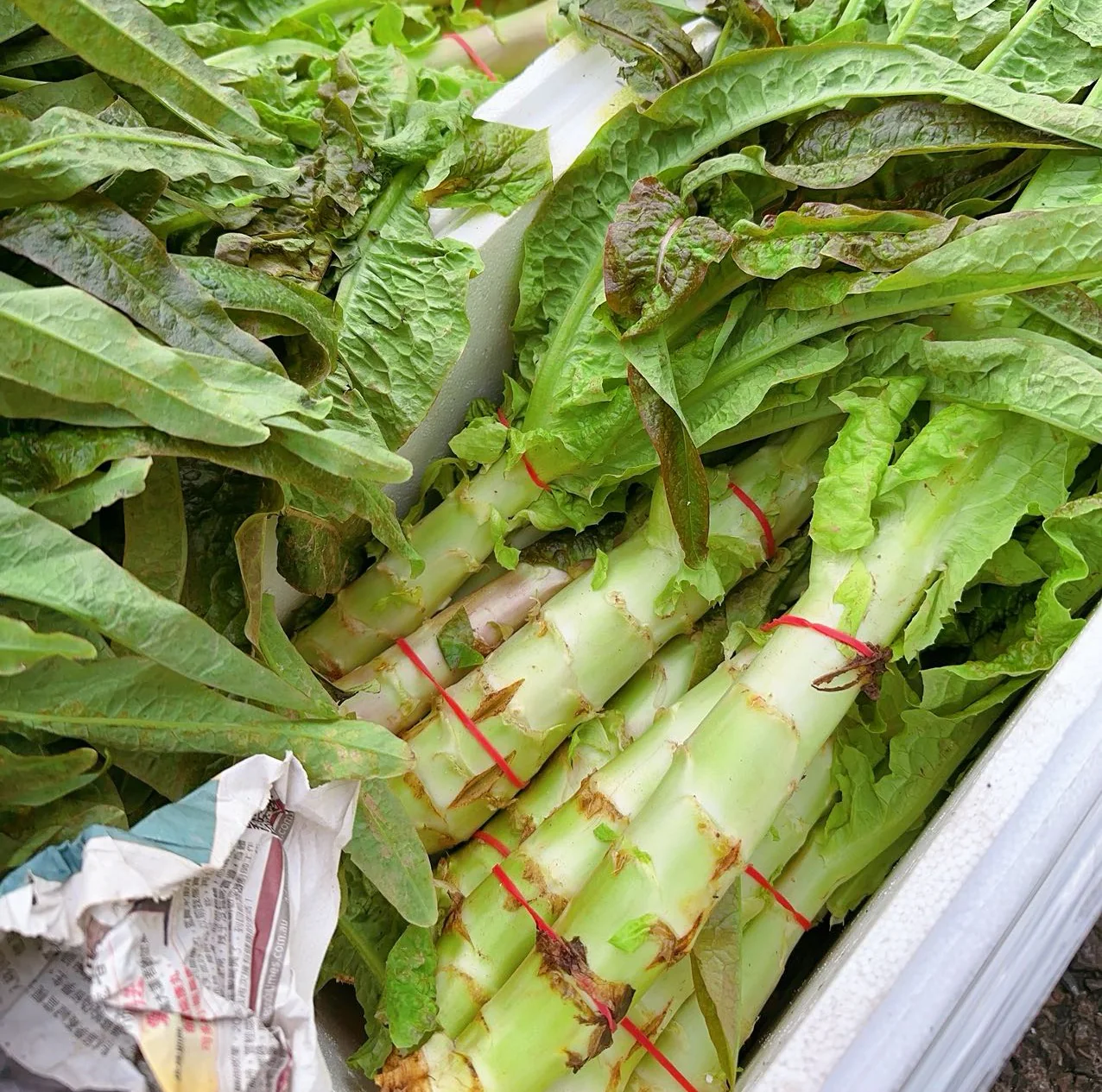 Fresh Celtuce - 2-4 Stalks - Image 3