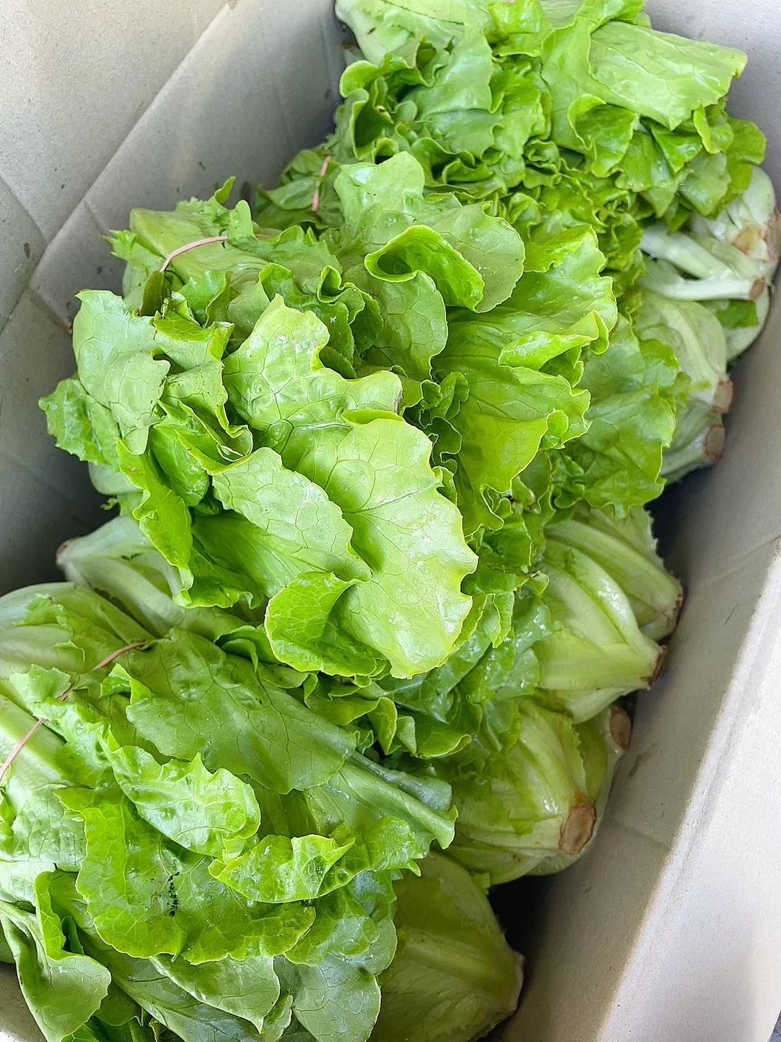 Fresh Chinese Lettuce - 1 Bundle - Image 2
