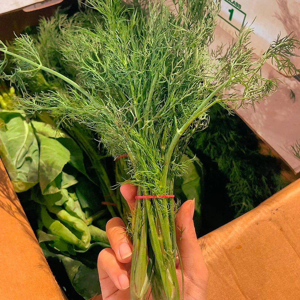 Fresh Dill - 1 Bundle - Image 2
