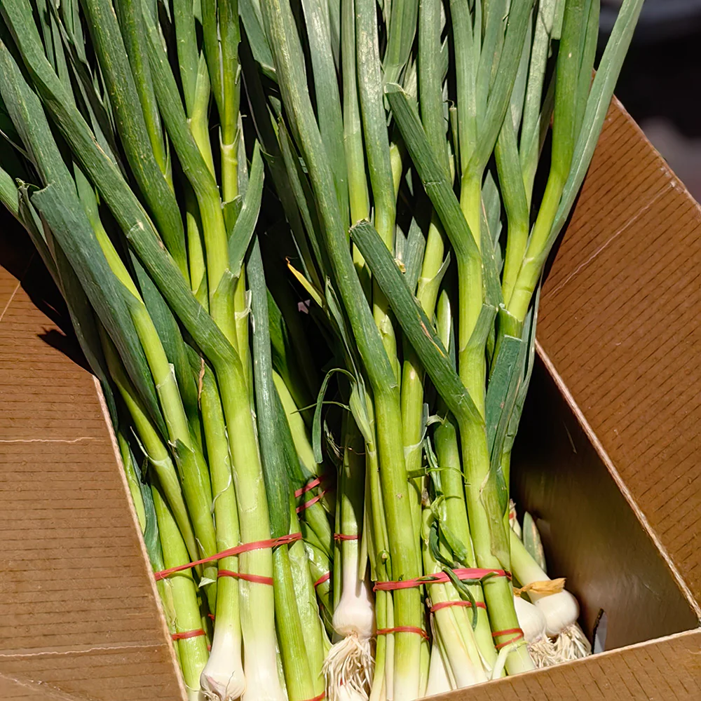 Fresh Garlic Leaves (Green Garlic) - 1 Bundle - Image 2