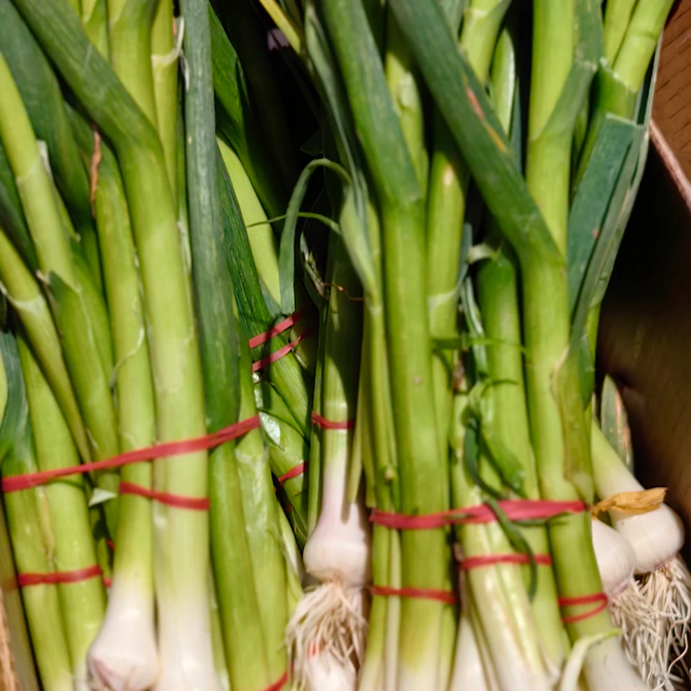 Fresh Garlic Leaves (Green Garlic) - 1 Bundle - Image 3
