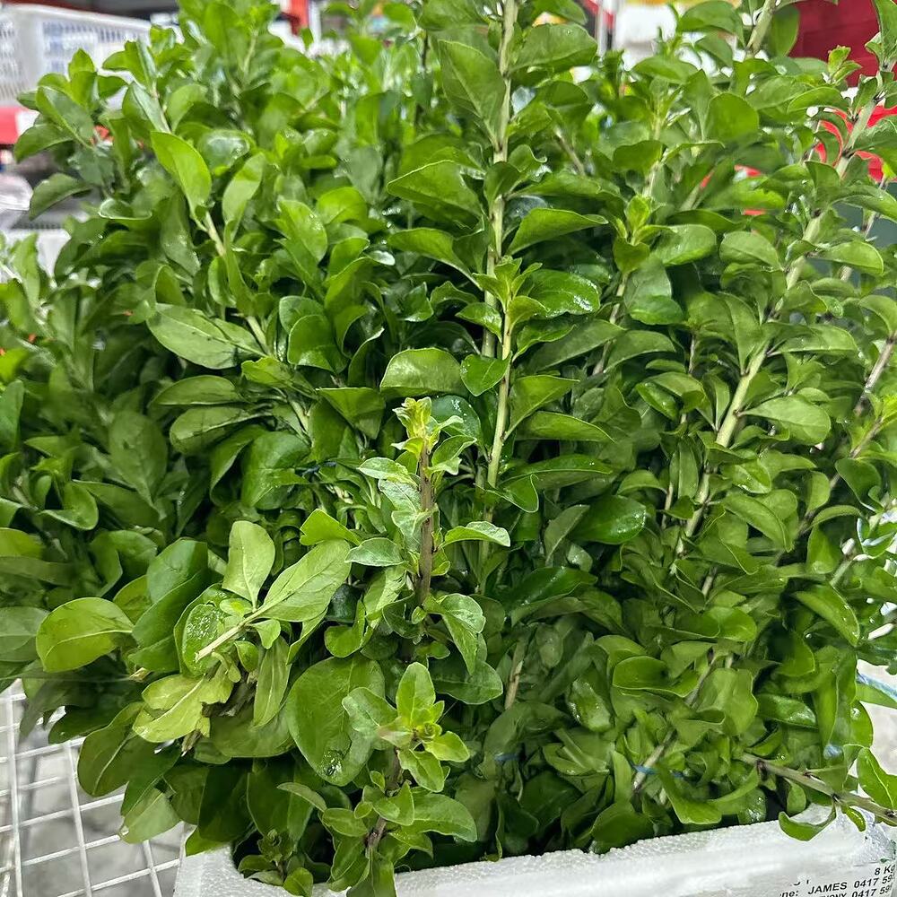 Fresh Goji Leaves - 1 Bunch - Image 2