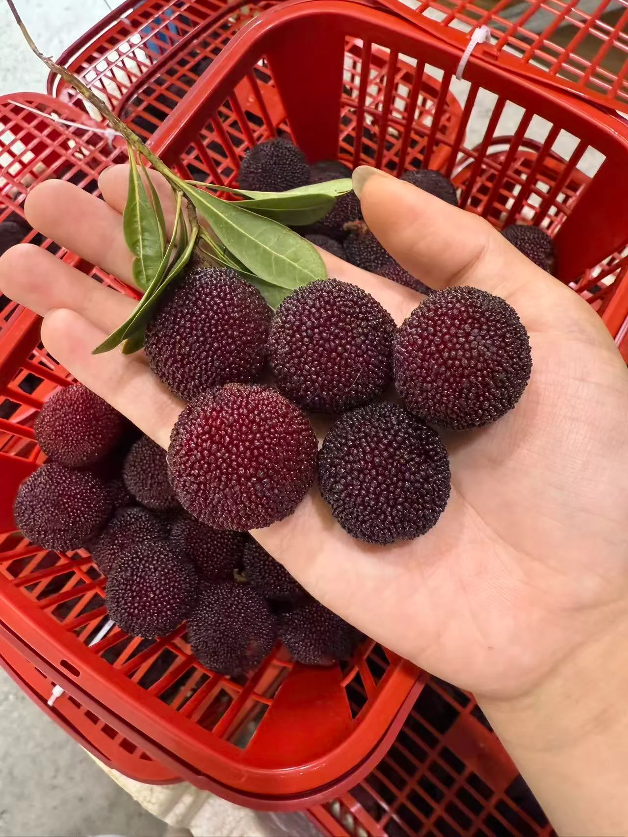 Fresh Heitan Yangmei 200g Punnet - Chinese Bayberries - Image 2