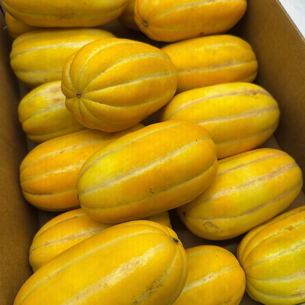 Fresh Korean Melon - 1 Piece, Australian Grown - Image 2