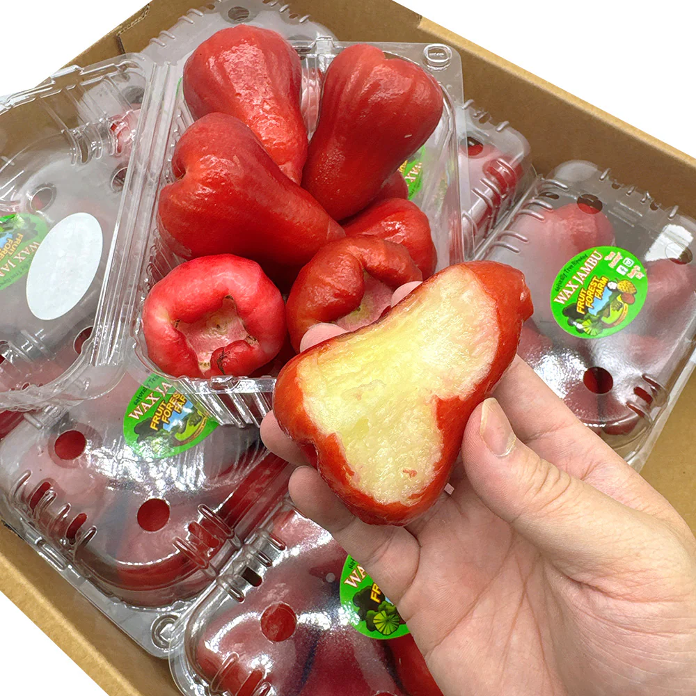 Fresh Large Wax Apples - 1 Box, 1kg - Image 2