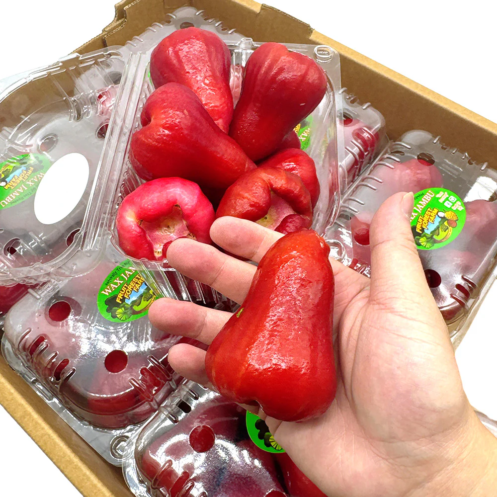 Fresh Large Wax Apples - 1 Box, 1kg - Image 3