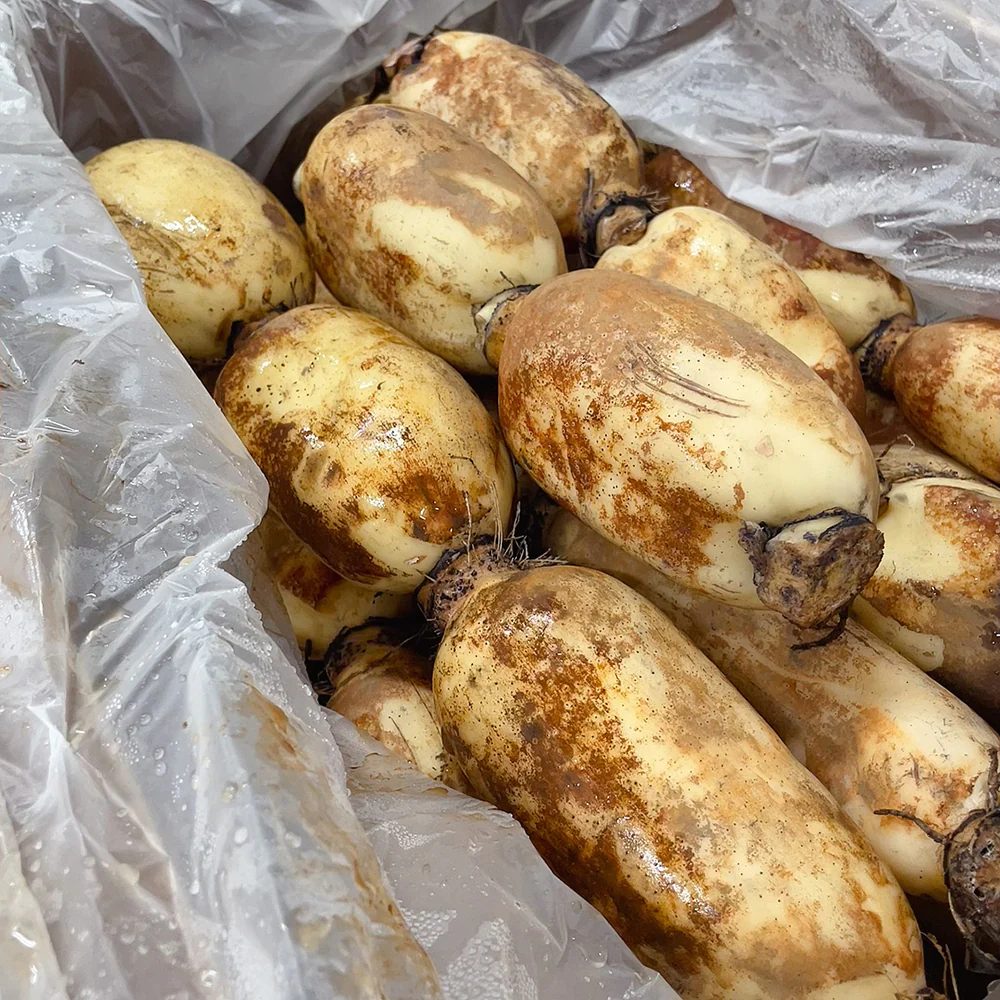 Fresh Lotus Root - 1.3kg - Image 3