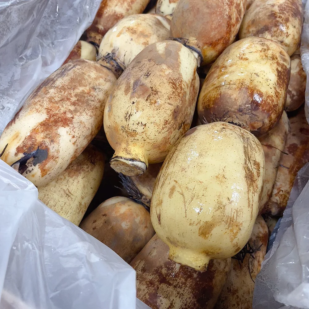 Fresh Lotus Root - 1.5kg - Image 2