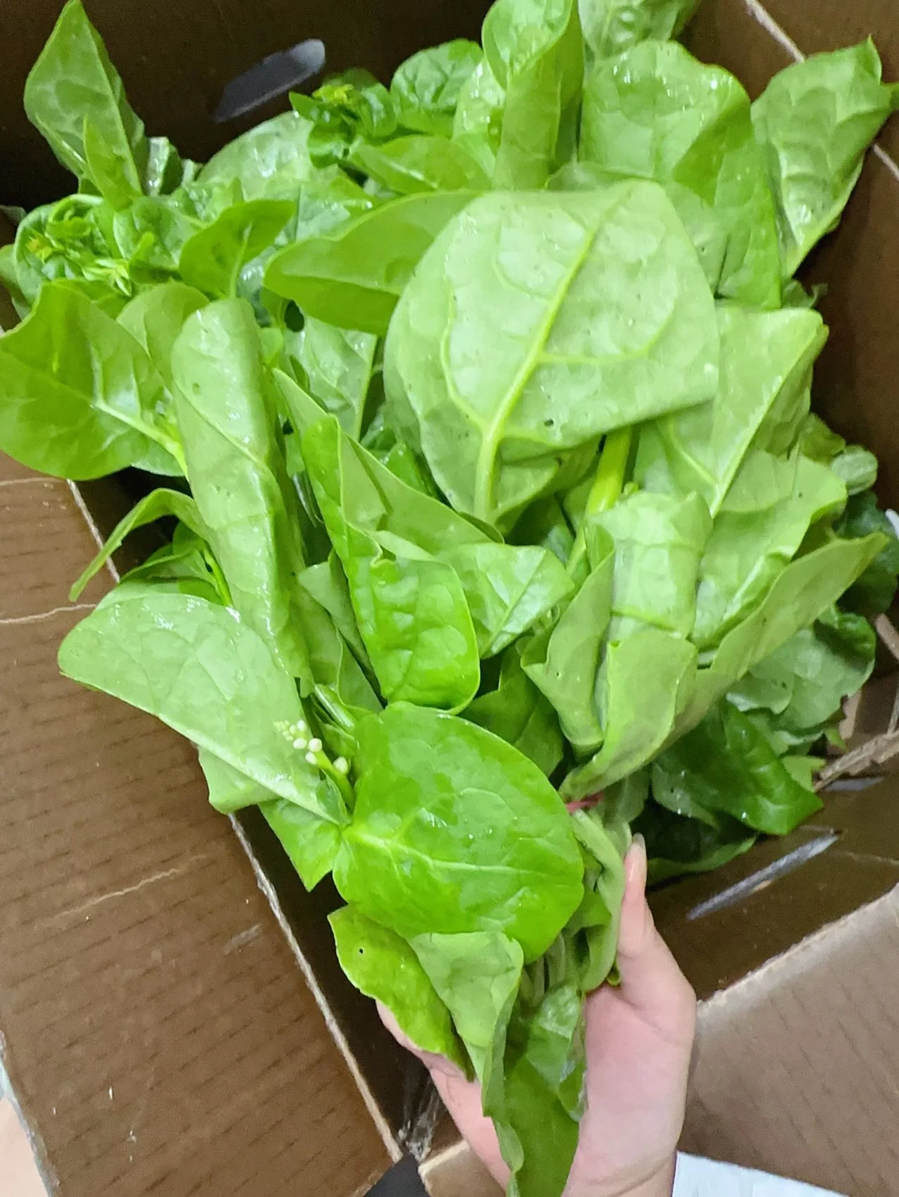 Fresh Malabar Spinach - 1 Bundle - Image 2