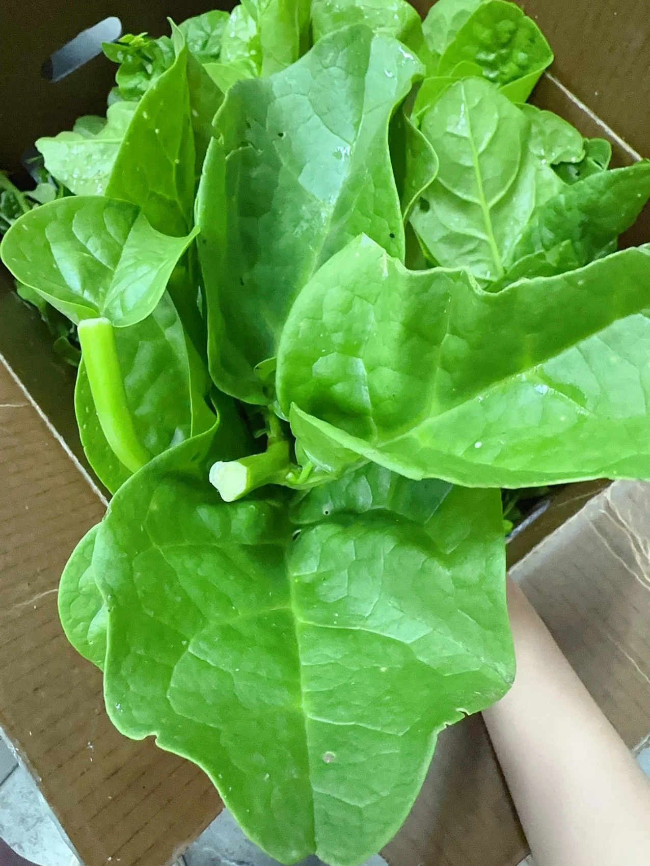 Fresh Malabar Spinach - 1 Bundle - Image 3